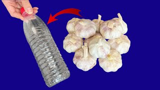 Garlic Peeling Hack: Use a Plastic Bottle to Easily Peel Two Pounds in One Minute—Quick N Effortless