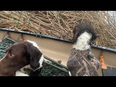 TWO SPRINGER SPANIELS duck hunting in a canoe