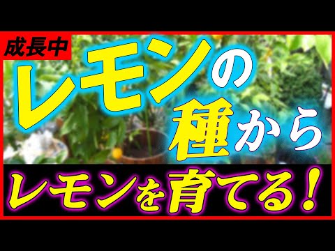 レモンの種から育て実がなるまでの実況②３ヶ月経過報告