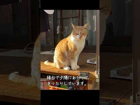 縁側ねこ コタの思い出｜夕陽にあたってまったり