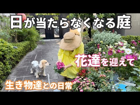 これからの季節　日が当たらなくなる我が家の庭／頑張って欲しい花達／生き物達との日常