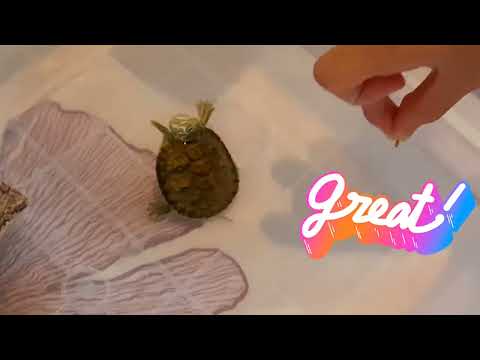 ☺️🐢小可又在討吃了喔🥰