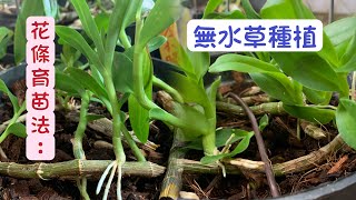 ＃蘭花枝條育苗法—【大量繁殖石斛蘭】幼苗栽培＃無水草種植｜剪枝育苗 施肥 養護     aphyllum  Planting potted plants