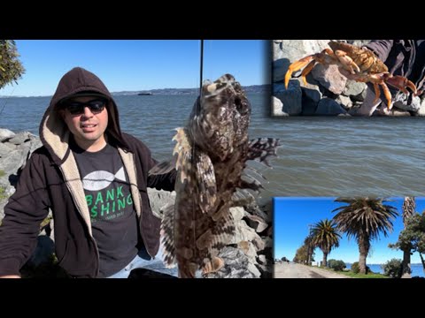 San Francisco Winter Fishing‼️ #california #bayarea #winter #fishing #fish #new #species #video #sf