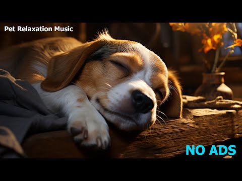 Relaxing Music for Dogs 🐶 Music to Help You Sleep in 5 Minutes 💤To Relax and De-Stress Your Dog