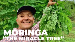 The Most Nutritious Terrestrial Plant in The World - Moringa oleifera "The Miracle Tree"