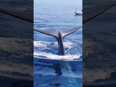 The Tulkun in real life! #whale #avatar #shorts