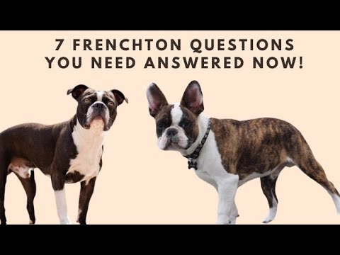 7 Frenchton Questions You NEED Answered NOW! (MUST WATCH!)