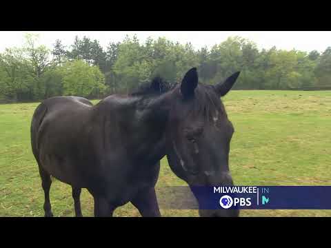 Milwaukee PBS Presents | Inspirational Moments | Old World Wisconsin Livestock