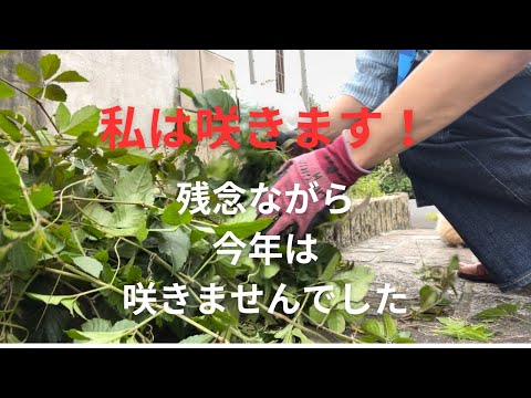 【日常】おばちゃんにもらった水仙#半年間の成長を見守りました#草むしり