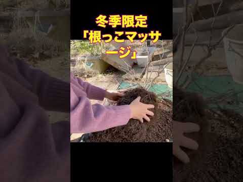 鉢バラ植え替えと園芸のススメ。#shorts #gardening #rose #ガーデニング #バラ @reenu-niwa