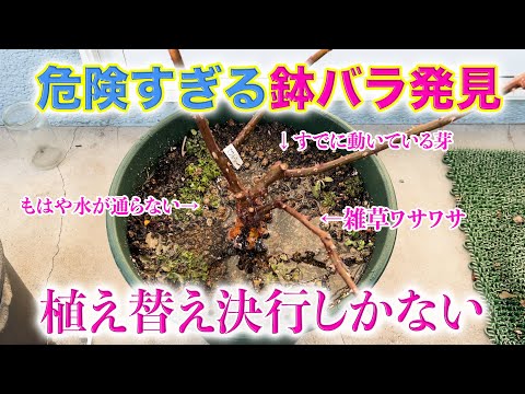 【植え替え決行記録】芽が動き出した鉢バラの水はけが最高に悪かった件。とにかくやるしかない！【２月上旬】