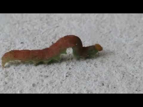 AMAZING INSECT|OMG|WHAT IS THIS