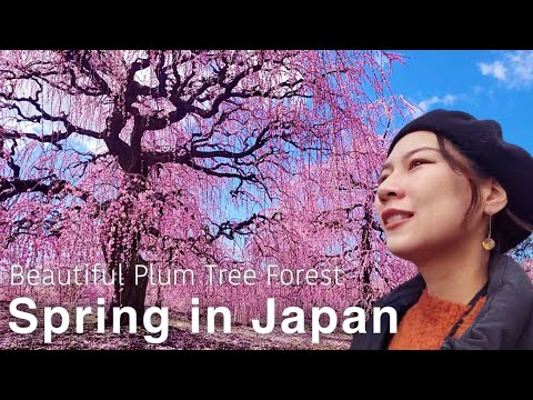 MIE🇯🇵 Spring is not only for Sakura (cherry blossoms)!! Plum Blossom Forest🌸 Japan  travel vlog