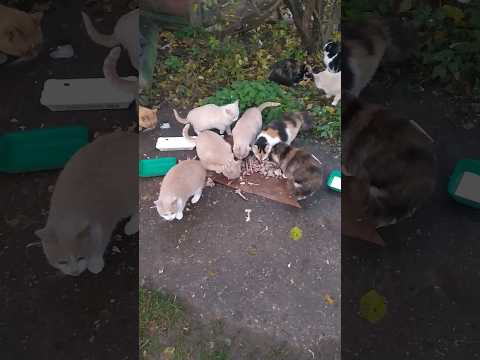 Брошенные кошки, кормление😽 Abandoned cats feeding.