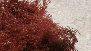 Red OGO Macro Algae- Saltwater Marine