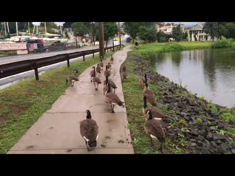 Geese being geese