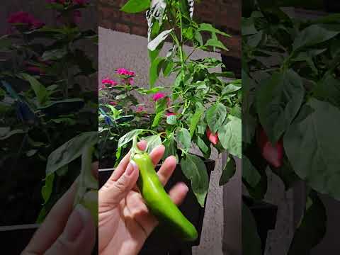 La cosecha del verano🥰🌶 #jalapeño #organic