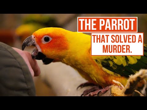 This Lovebird Story is Just Weird! | Bizarre Murders | True Crime Central