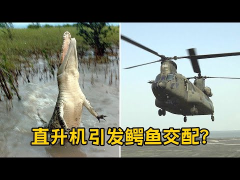 3000只鳄鱼突然交配 原因竟是直升机？专家给出答案