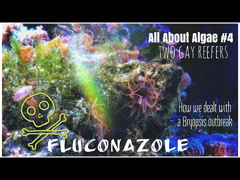 All About Algae - Fluconazole