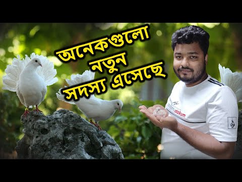 Mini Zoo তে চারটি নতুন সদস্য এসেছে | Mahid Dream Zoo