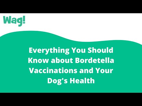 Everything You Should Know about Bordetella Vaccinations and Your Dog's Health | Wag!