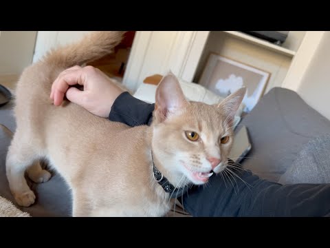 Sweetest kitty loves talking to his Hooman | Compilation 4K