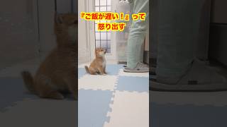 『早くちょうだい！』と訴える子犬が可愛過ぎました　#Shorts＃柴犬＃豆柴#多頭飼い#Shiba inu#mameshiba