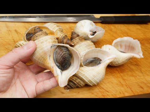 ツブ貝のさばき方と刺身の作り方（殻を割って身を簡単に取り出す方法）-How to filet Whelk and make sashimi-