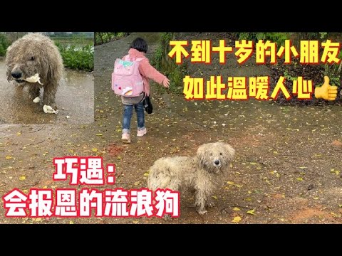 蹭饭之路，雨中遇流浪狗，渴望的眼神看着我，最后被好心人收留