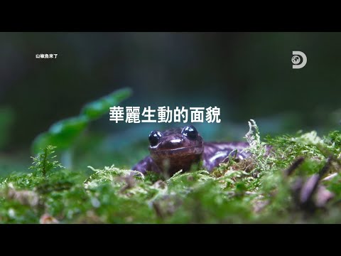 台灣的森林探險、深入了解大猩猩保育、黑熊和紫斑蝶～2024年Discovery頻道世界地球日特輯 | 《Discovery 地球 ‧ 生之花》4/4~4/28 @ 台北香堤大道廣場