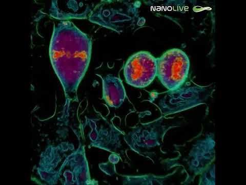 Mitosis in mouse embryonic stem cells