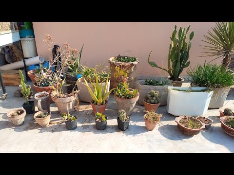 Plant Haul From Home Grown Plants