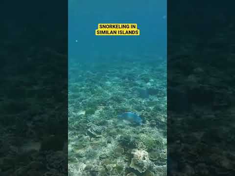 Snorkeling in Similan Islands #thailand