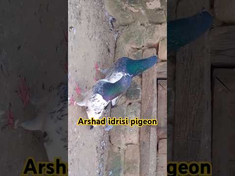 #pigeonvideo #pigeonstatus #youtubeshorts #highflyingpigeon #arshadidrisi