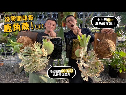 【從零開始養】鹿角蕨(上)18種鹿角蕨介紹!珍妮為何600萬?全世界唯一鹿角蕨在這!【許伯簡芝】