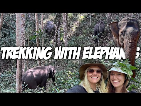 Elephant Sanctuary Experience in Chiang Mai 🇹🇭