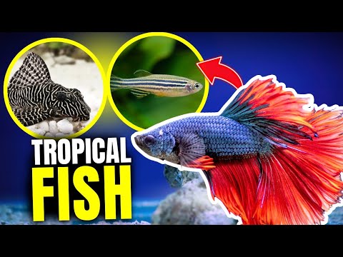 Here Are The 10 BEST Beginner Tropical Fish...