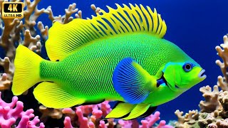 Aquarium 4k VIDEO (ULTRA HD) - Charming Fish of the Coral Reef Ecosystem - Marine Life, Sea Animals