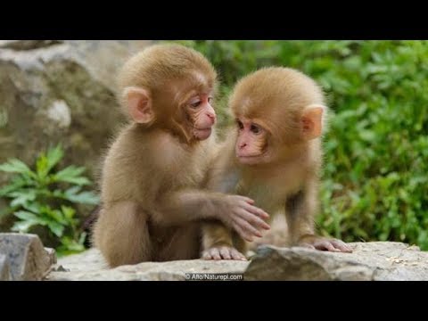 Monkey videos for children