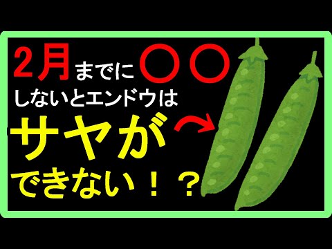 【スナップエンドウの育て方】初心者向け！冬越しをさせる理由についてカンタンに分かりやすく解説しました！【失敗すると枯れます】