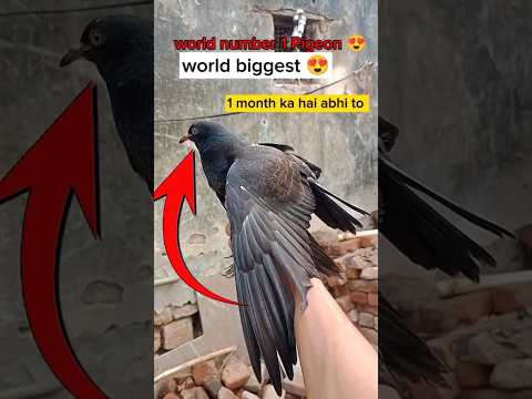 world biggest pigeon 😍 || kabutar ki video || #kbootar #pigeon #kabutarbazi #youtubeshorts #shorts