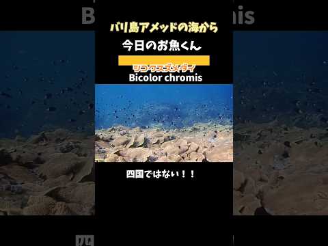 [ #シコクスズメダイ ] #名前の由来 が、予想外(⁠⑉⁠⊙⁠ȏ⁠⊙⁠) Bicolor #chromis in #amed #bali #バリ島ダイビング #shorts