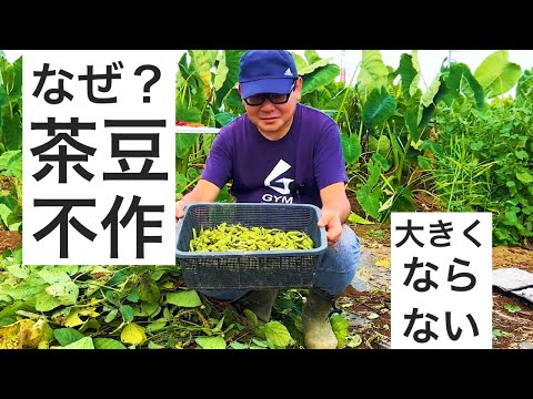 茶豆の栽培に失敗｜全体の20%位しか取れませんでした。