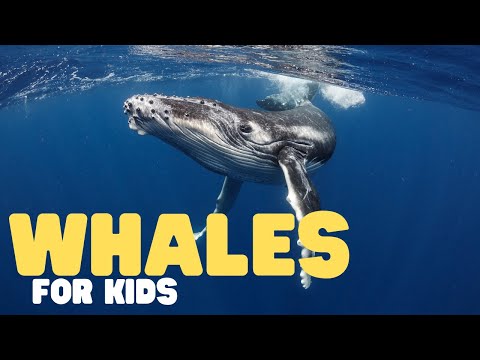 Whales for Kids | Learn all about toothed and baleen whales