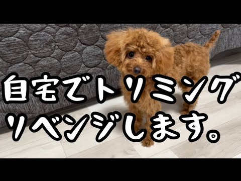 自宅でトリミング！リベンジ！