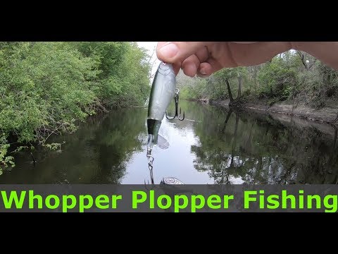 Suwannee river bass fishing! Whopper Plopper!