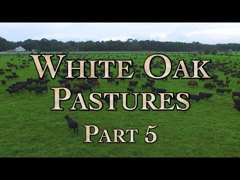 White Oak Pastures: A Model Regenerative Farm Part 5