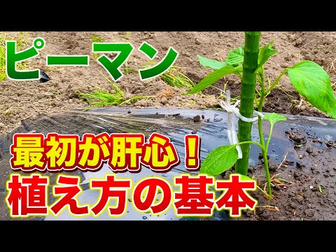 【最初が重要！】収量が大幅に上がる植え付け方法！植え付け時で今後の生育が変わります！（苗選び・畝作り・植え付け方法）